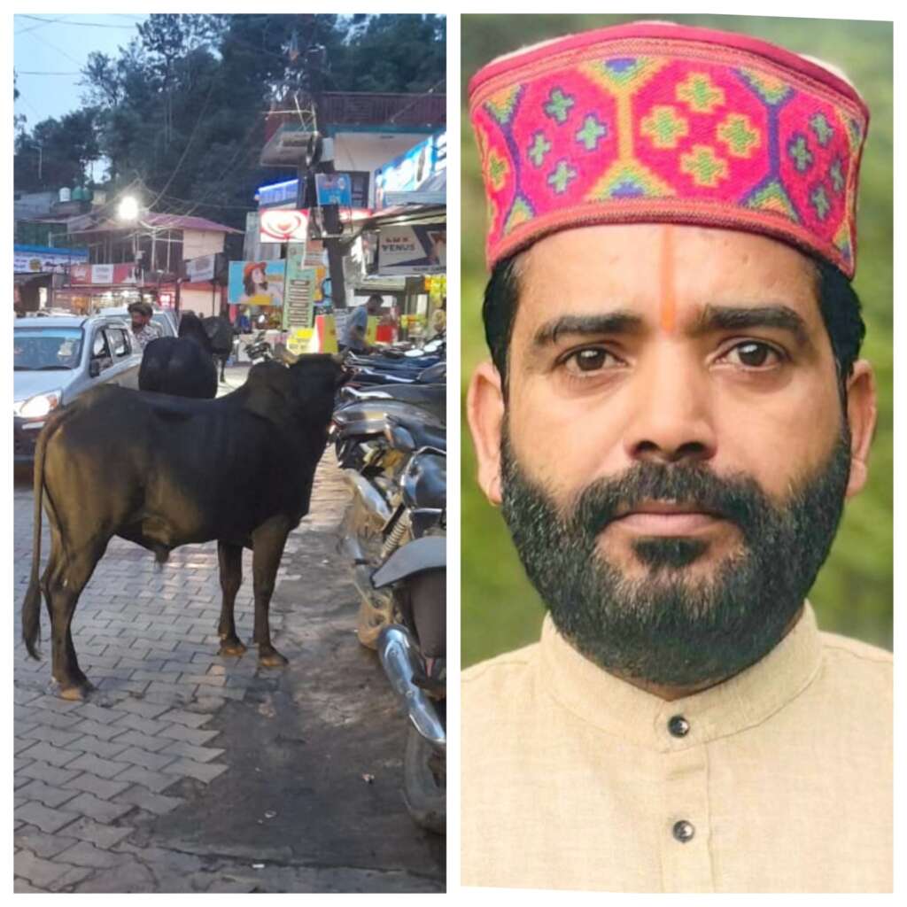 भीमताल में आवारा पशुओं के आतंक से त्रस्त स्थानीय लोग,समाज सेवी की पहल पर गौशाला भेजने की मांग तेज।